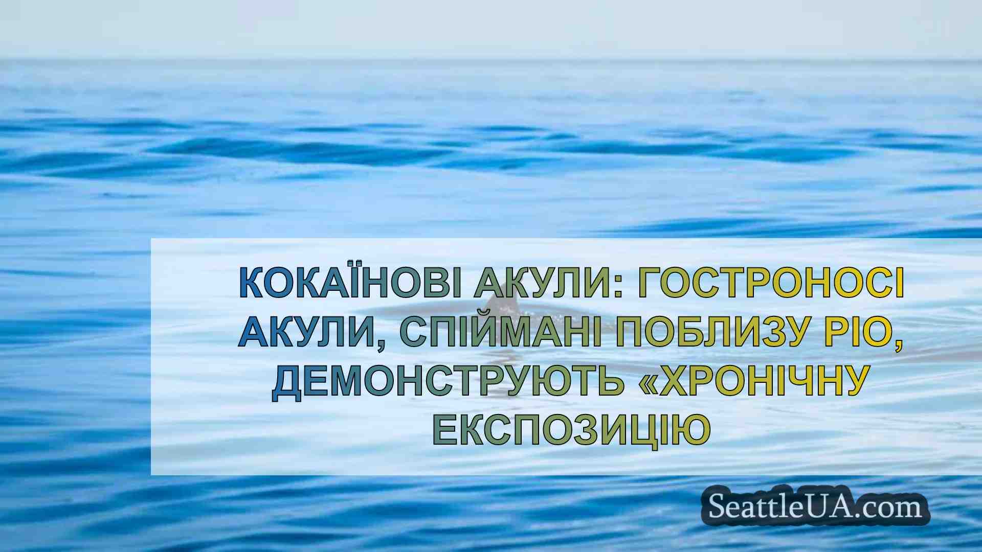 Кокаїнові акули: Гостроносі акули,