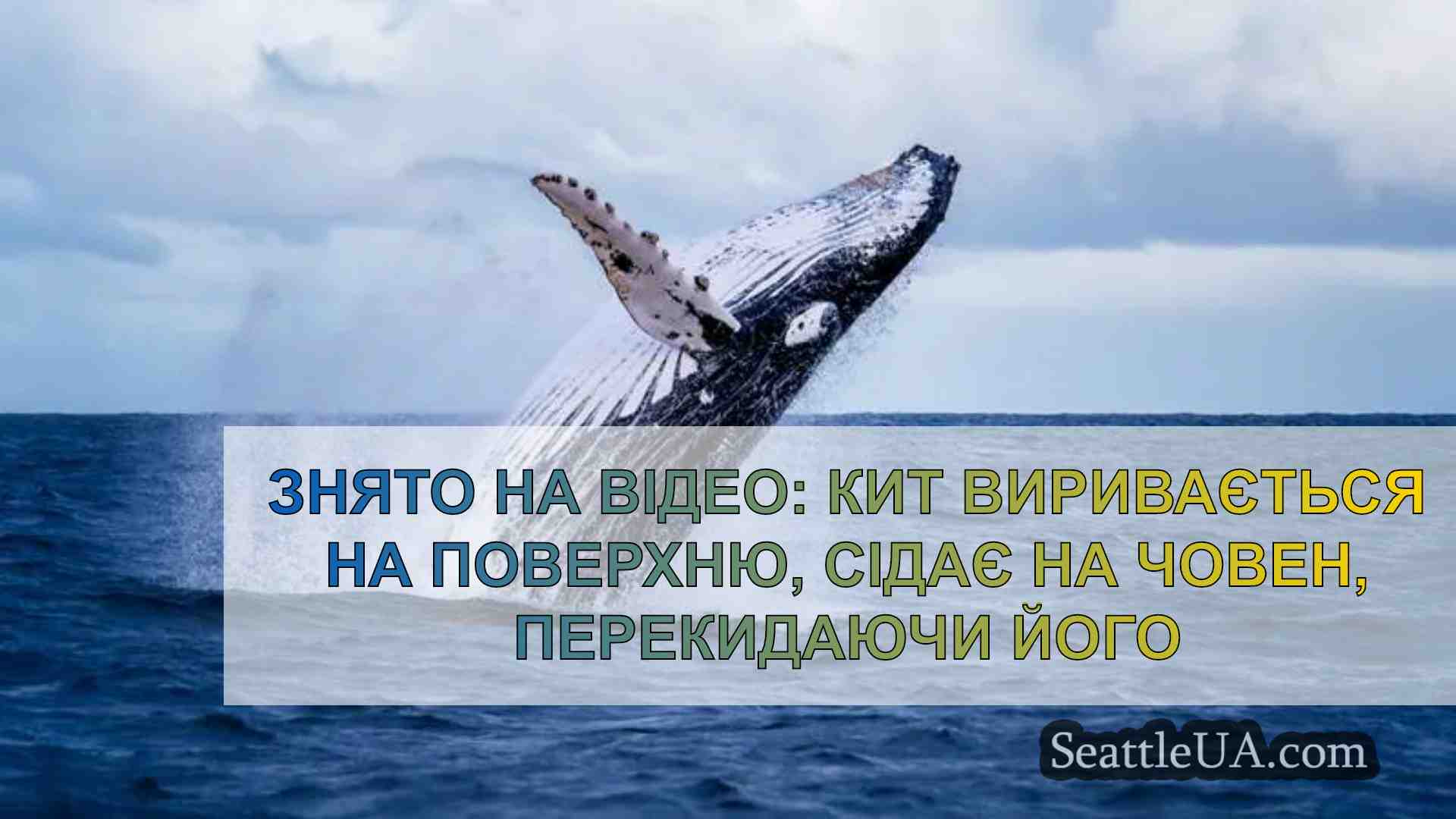 Знято на відео: Кит виривається на