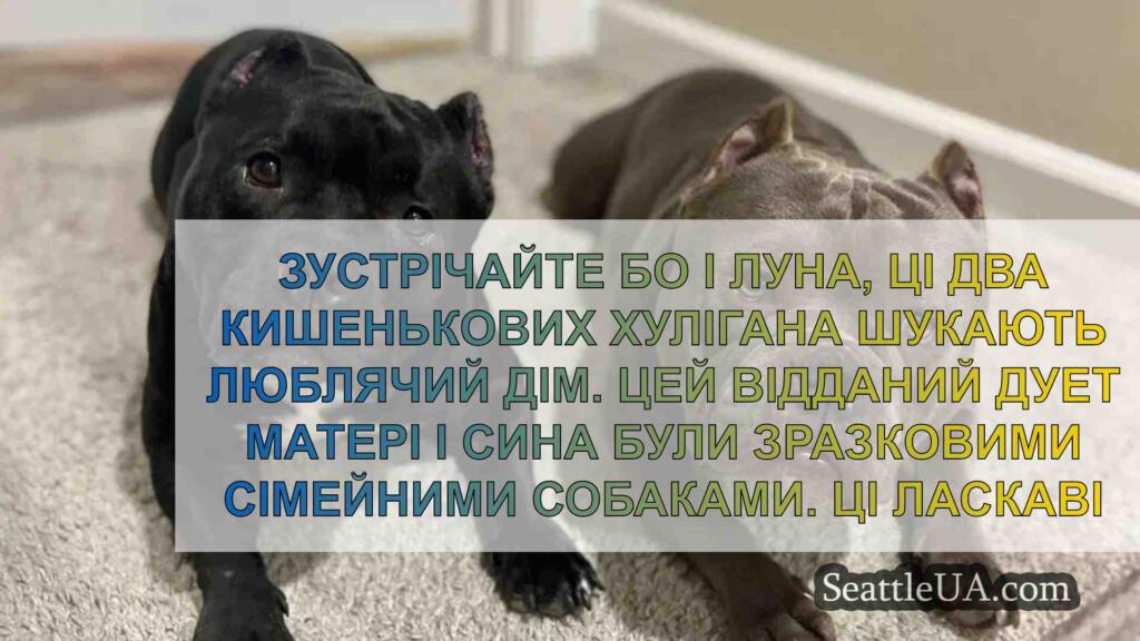 Дует собак Бо і Луна разом шукають нову