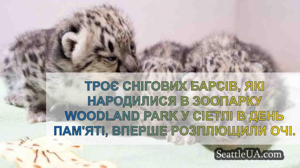 Снігові барси в зоопарку Woodland Park