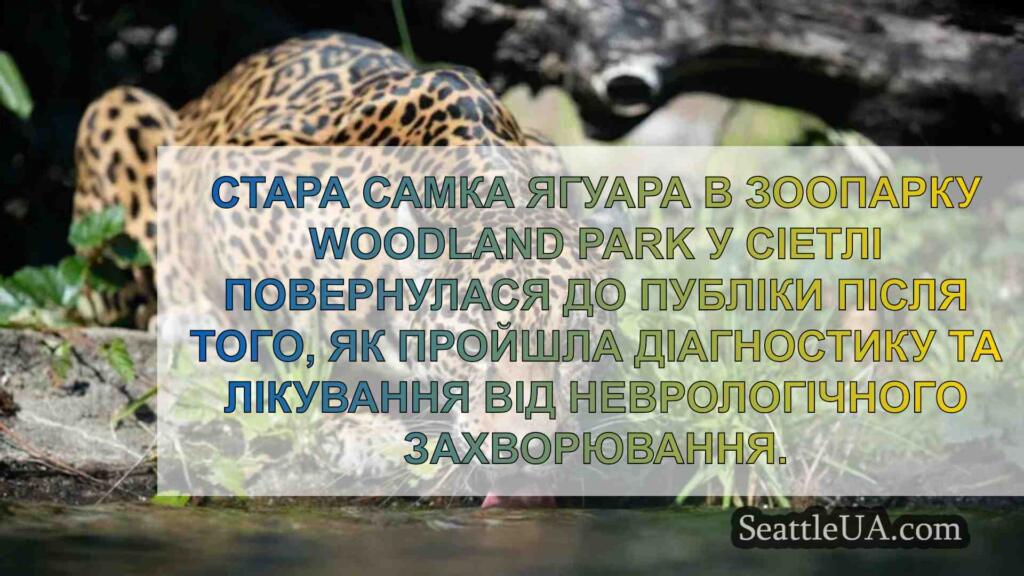Літній ягуар зоопарку Вудленд Парк