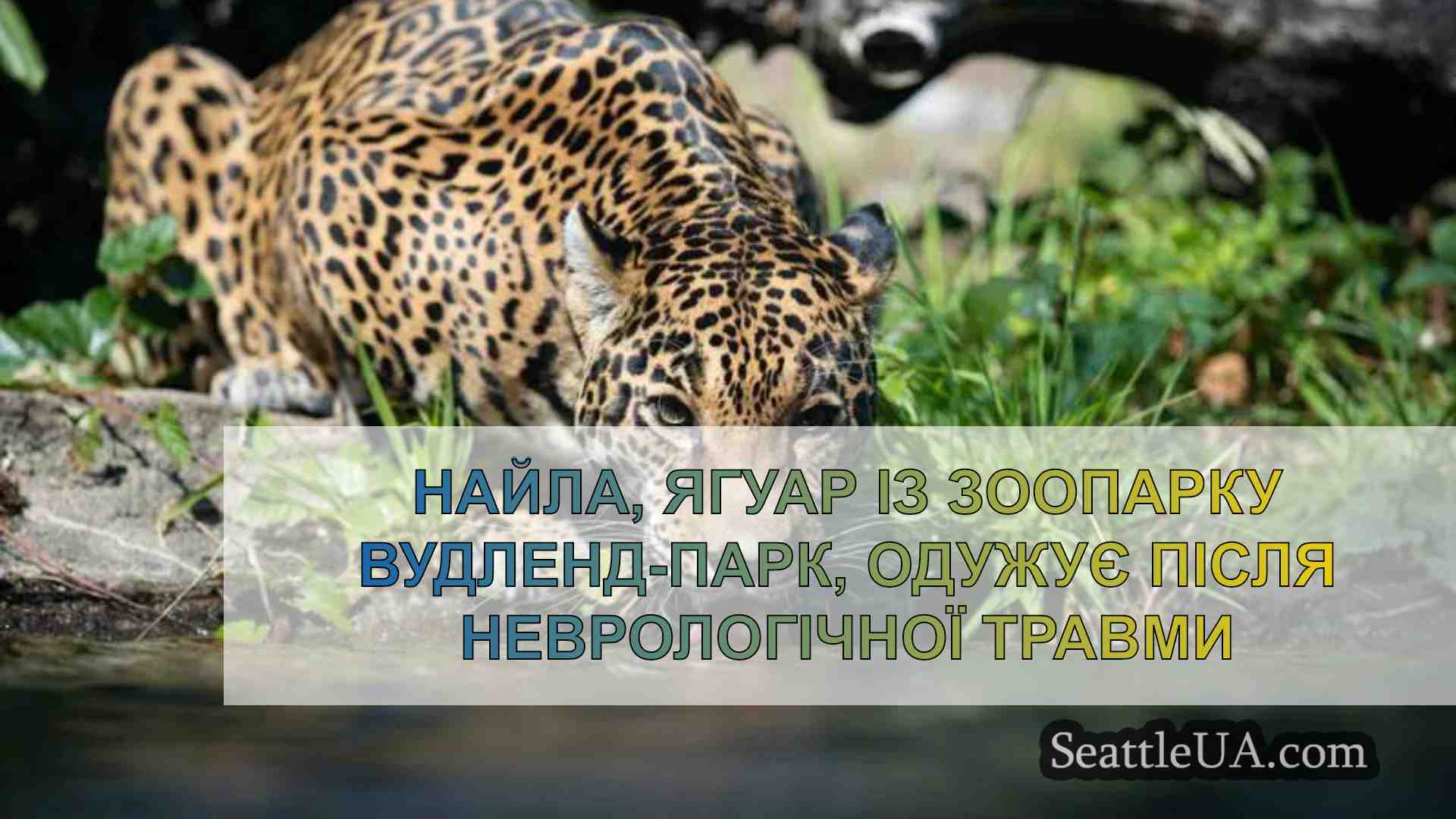 Найла, ягуар із зоопарку Woodland Park,