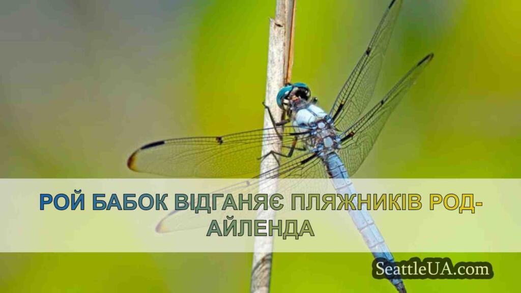 Рой бабок відганяє пляжників Род-Айленда