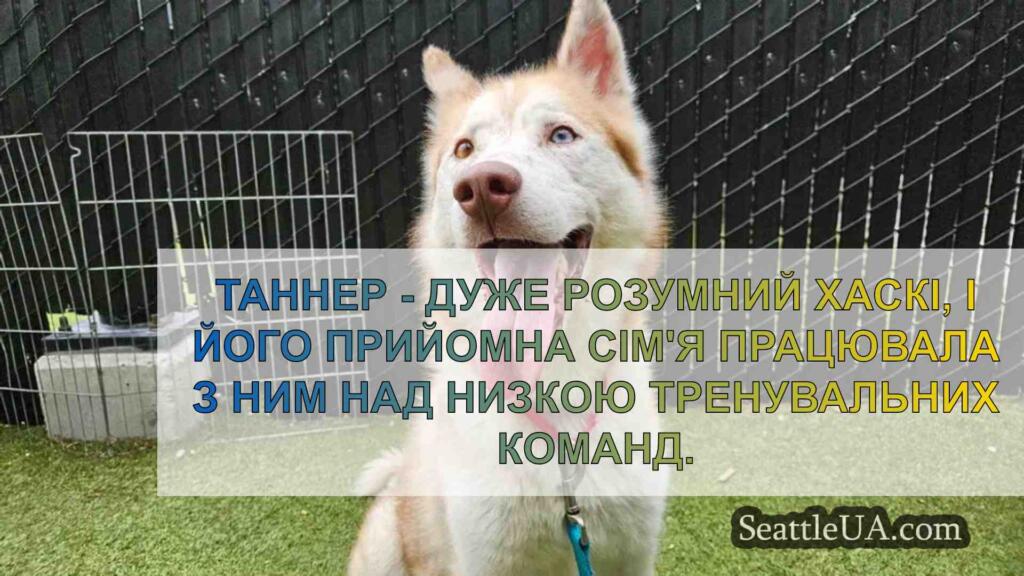 Улюбленець тижня: Зустрічайте Таннера,