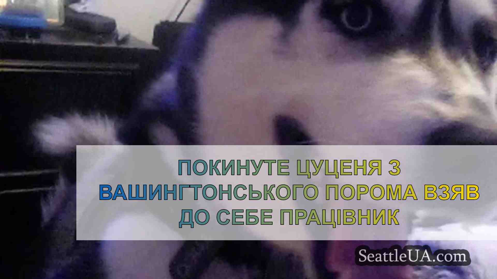 Покинуте цуценя з вашингтонського