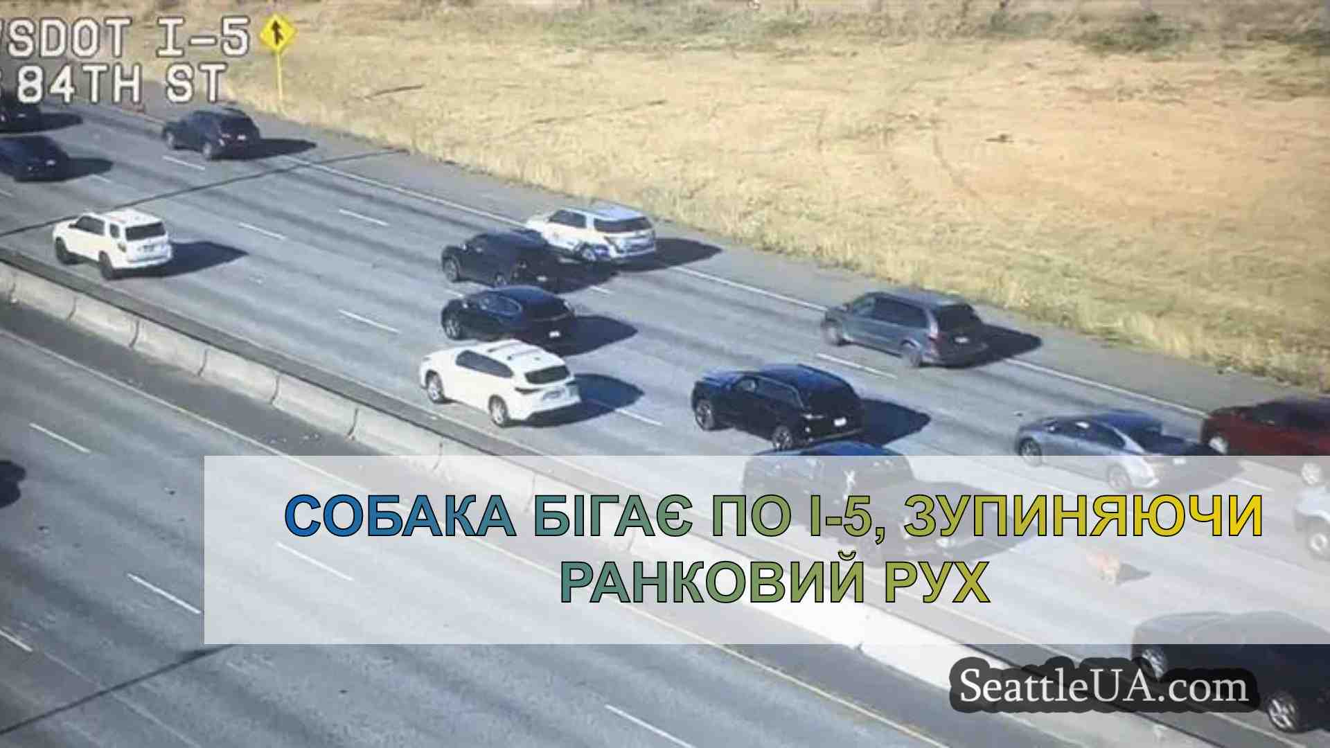 Собака бігає по I-5, зупиняючи ранковий
