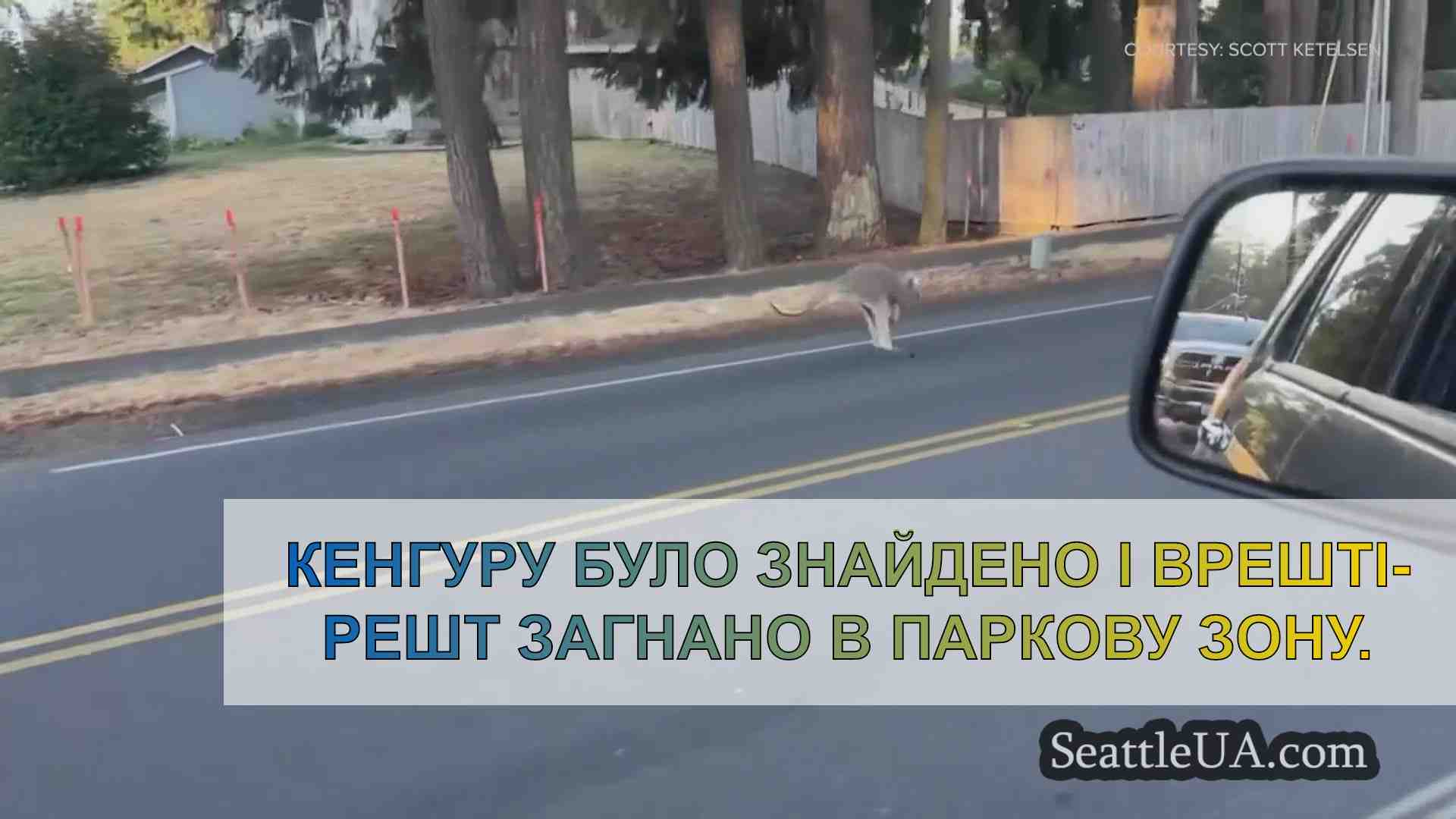 Кенгуру стрибає через округ Пірс, перш