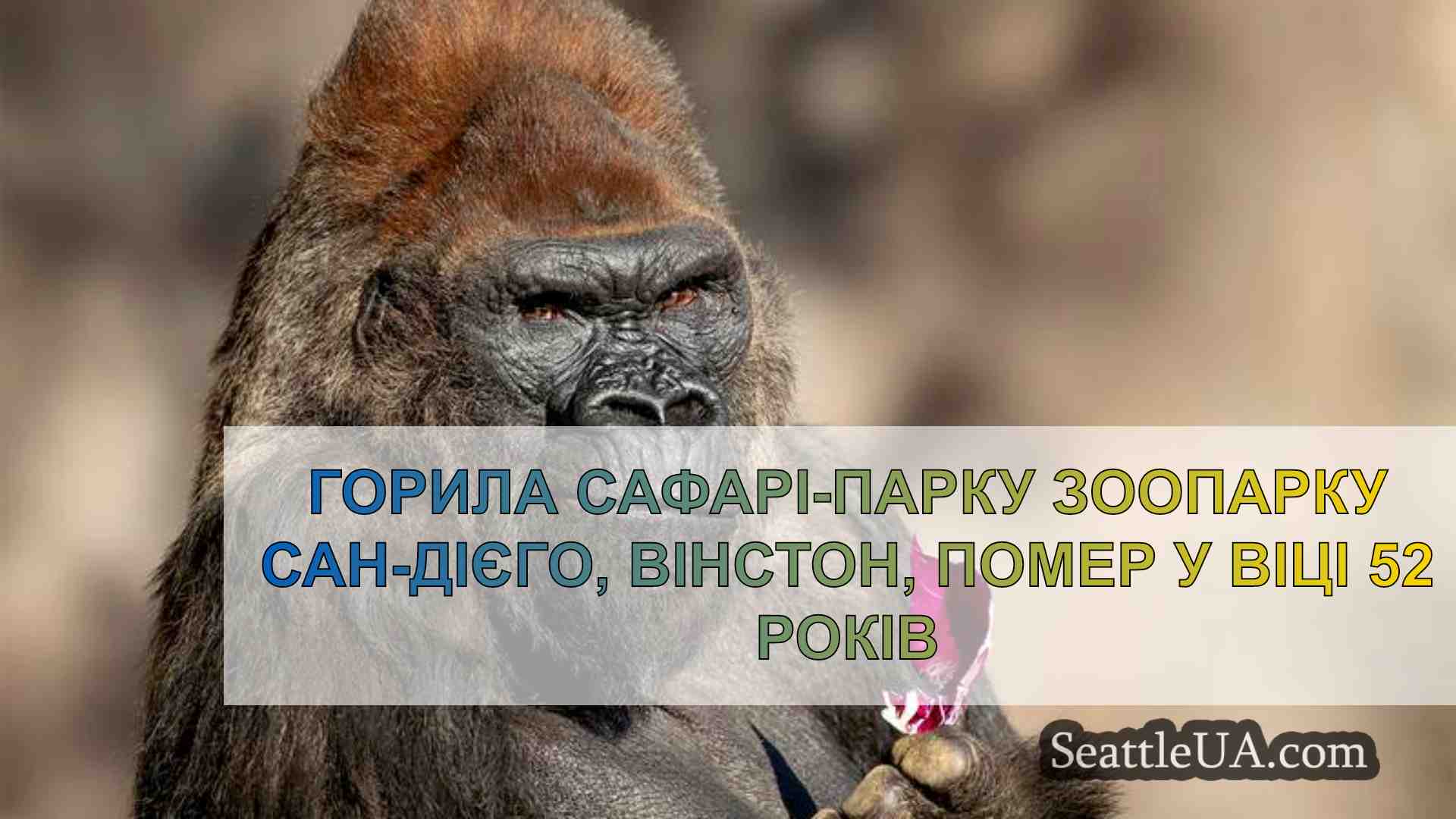 Горила сафарі-парку зоопарку Сан-Дієго,
