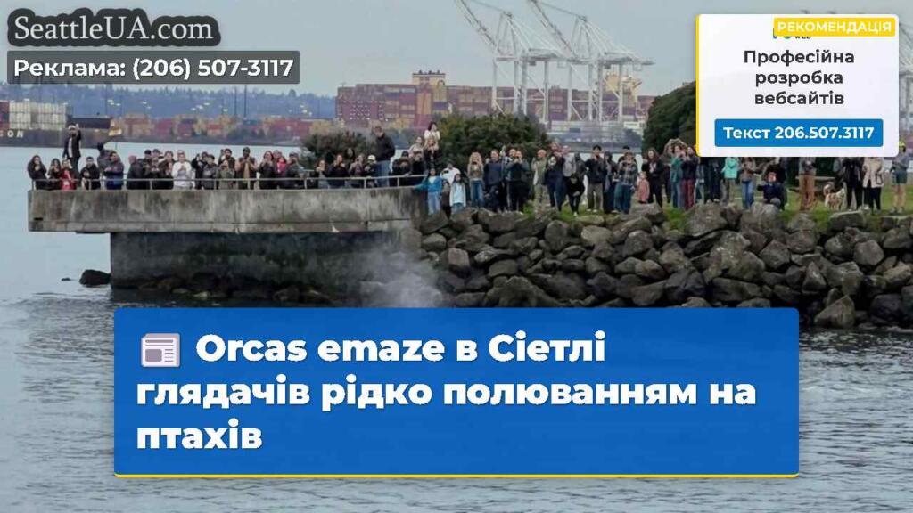 Orcas emaze в Сіетлі глядачів рідко полюванням на