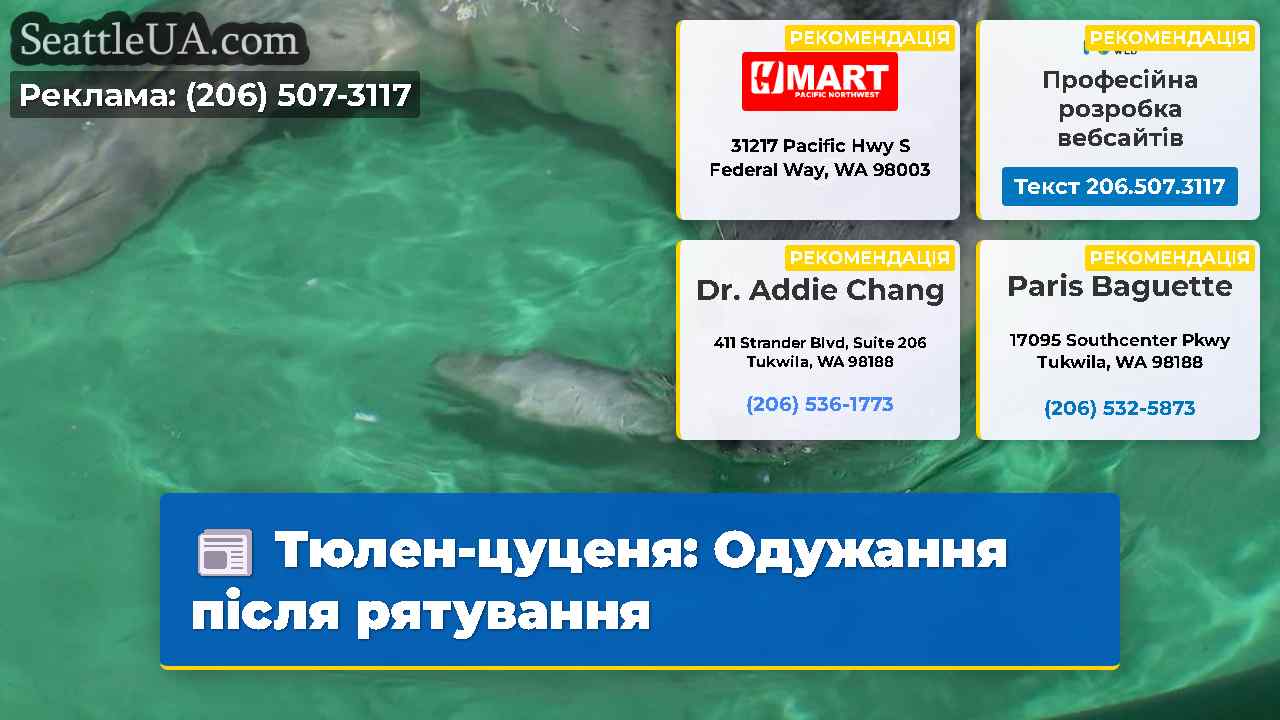 Тюлен-цуценя: Одужання після рятування