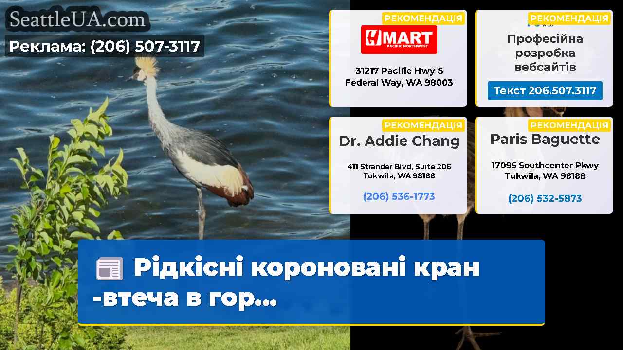 Рідкісні короновані кран -втеча в гор...