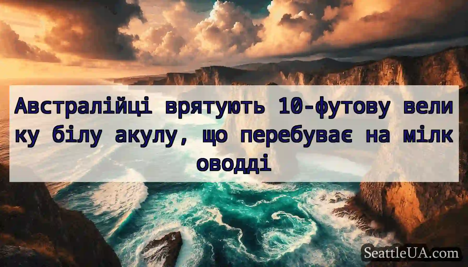 Австралійці врятують 10-футову велику білу акулу,