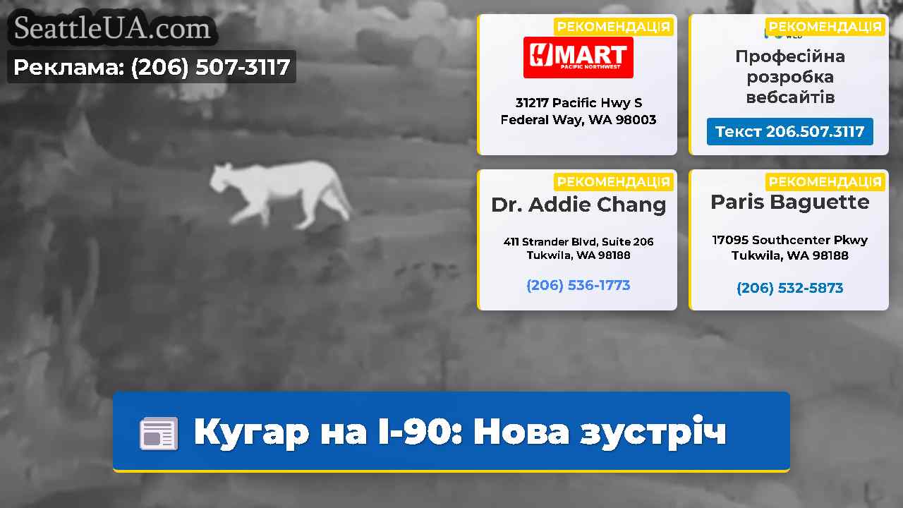 Кугар на I-90: Нова зустріч