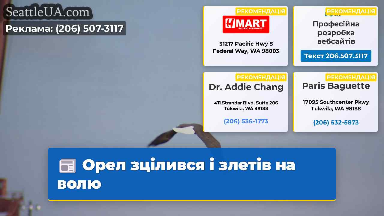 Орел зцілився і злетів на волю