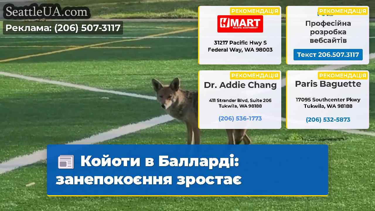 Койоти в Балларді: занепокоєння зростає