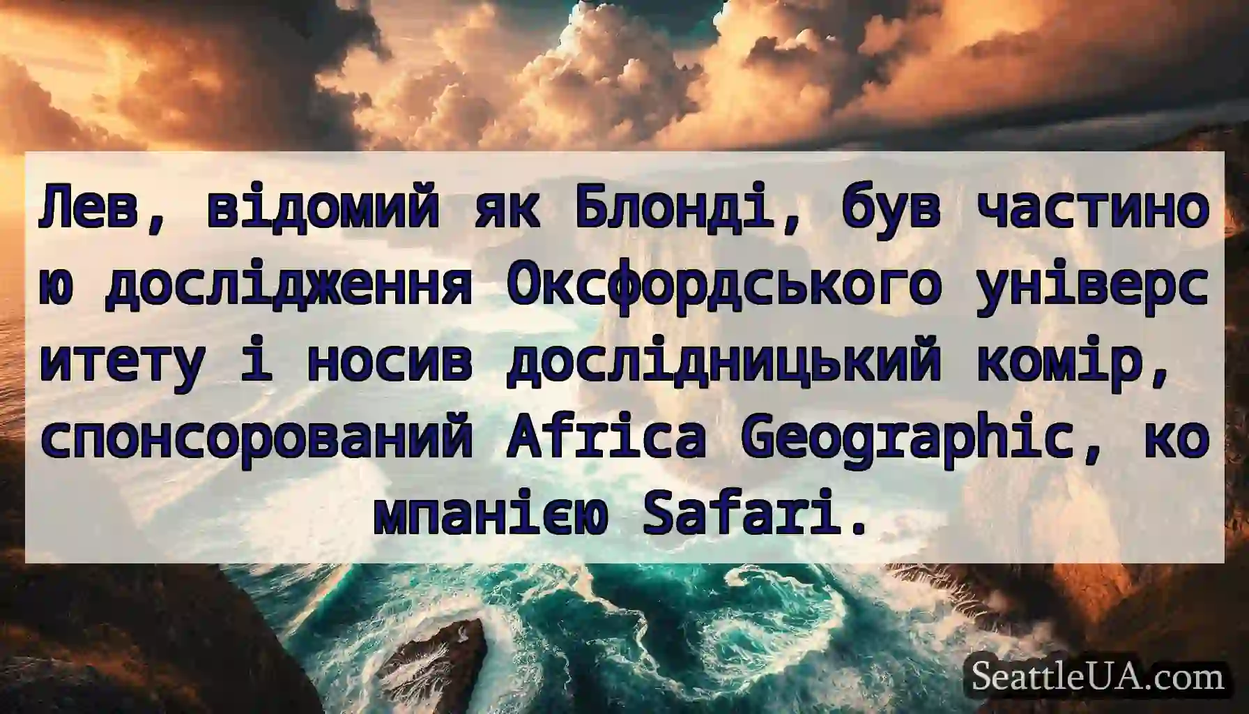 Лев, відомий як Блонді, був частиною дослідження