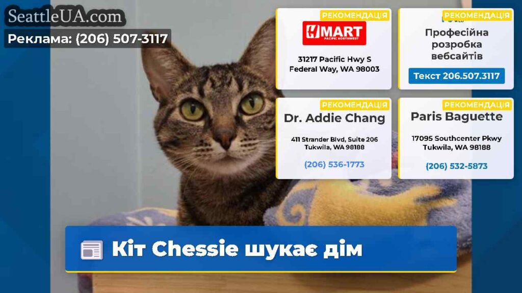 Кіт Chessie шукає дім