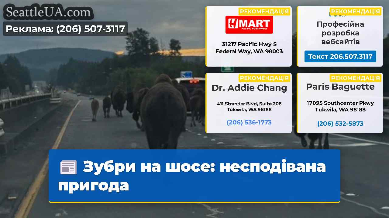 Зубри на шосе несподівана пригода