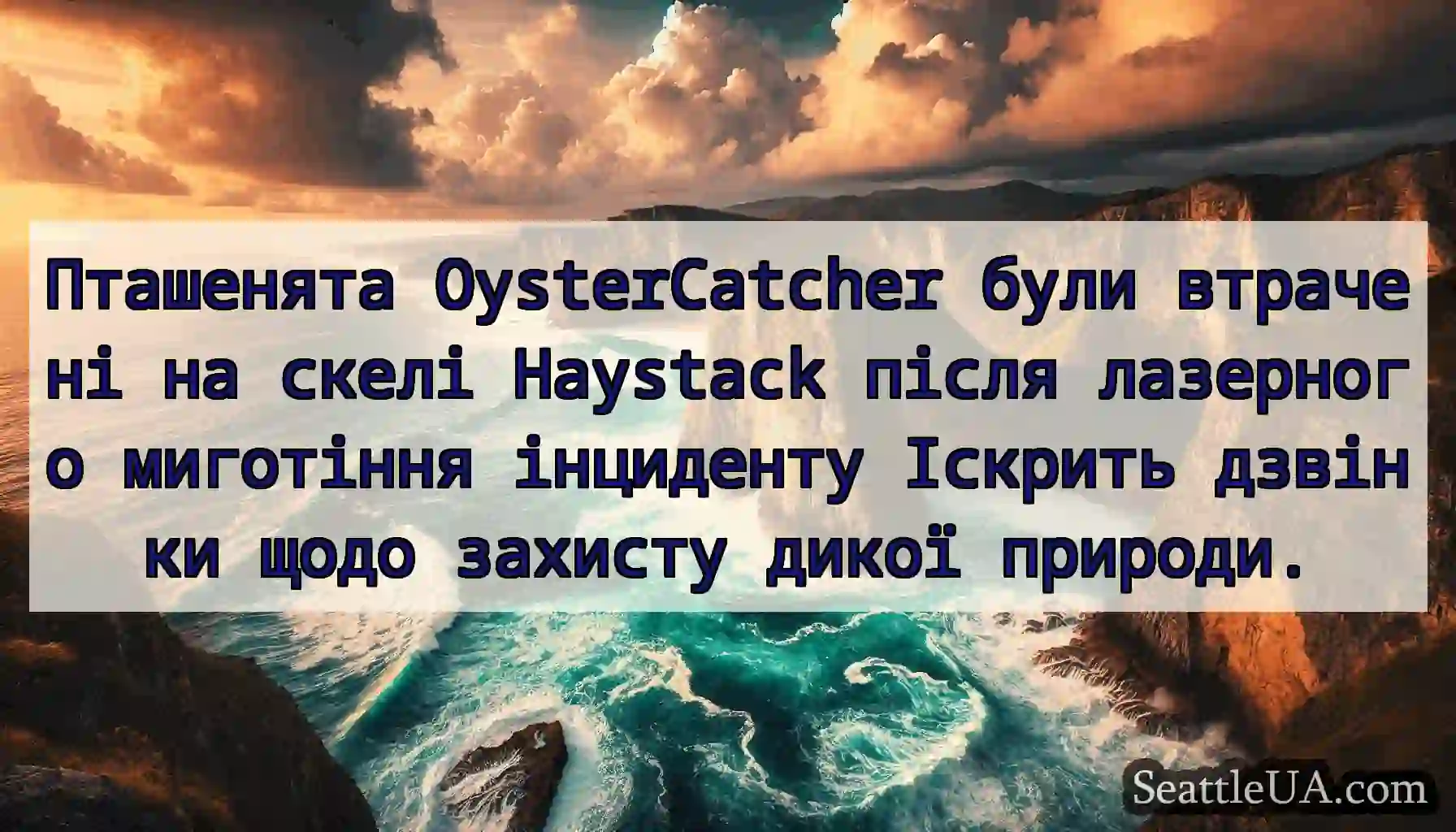 Пташенята OysterCatcher були втрачені на скелі