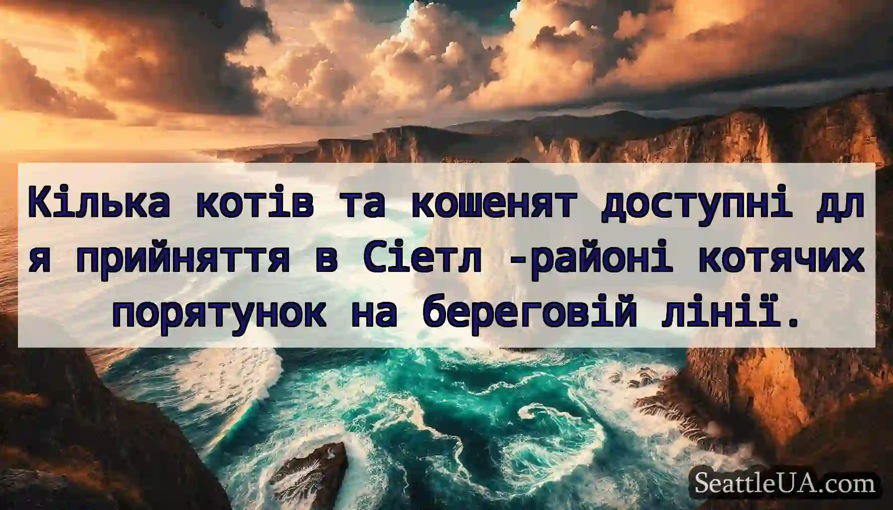 Кілька котів та кошенят доступні для прийняття в