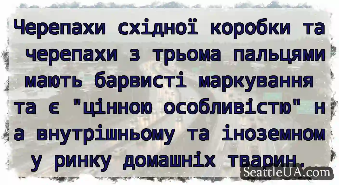 Черепахи східної коробки та черепахи з трьома