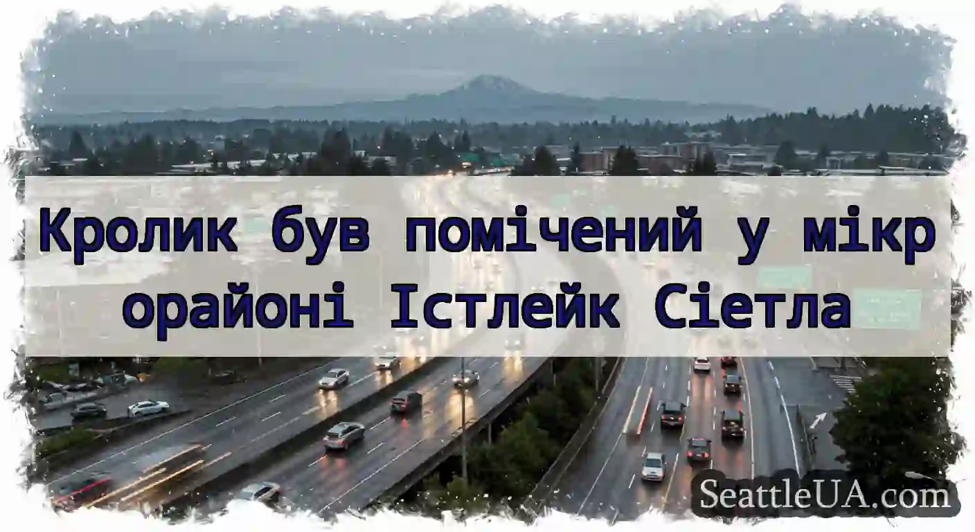Кролик був помічений у мікрорайоні Істлейк Сіетла