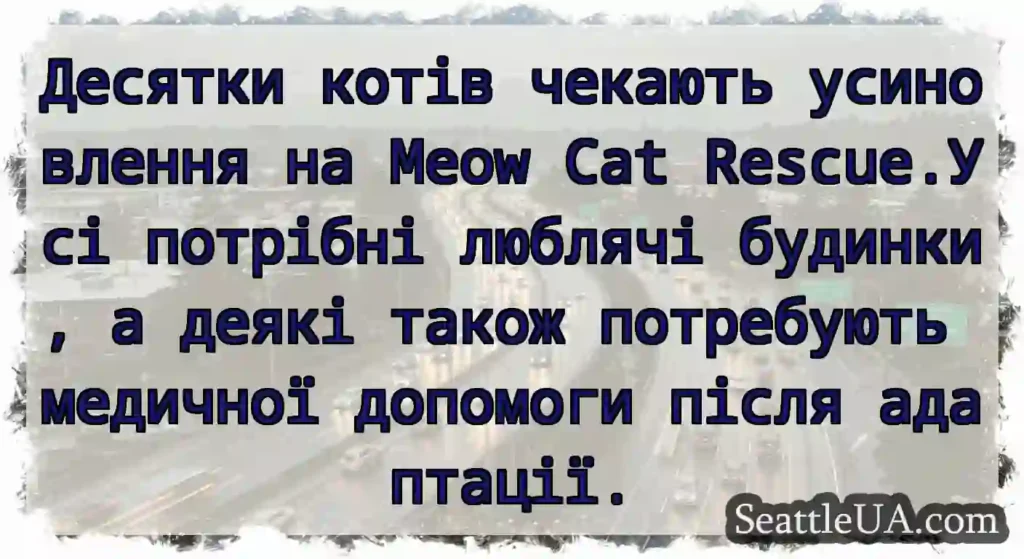 Десятки котів чекають усиновлення на Meow Cat