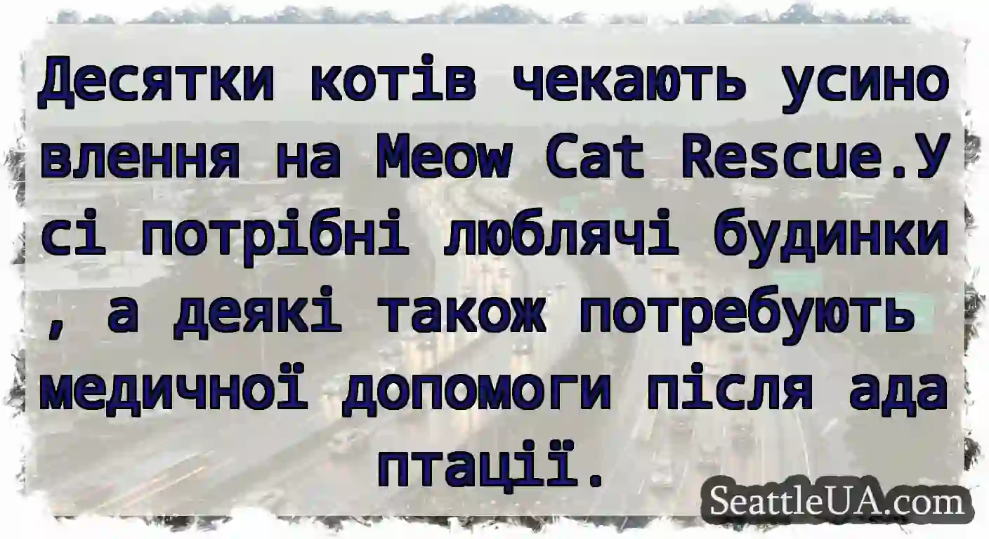 Десятки котів чекають усиновлення на Meow Cat