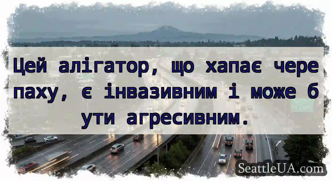 Цей алігатор, що хапає черепаху, є інвазивним і
