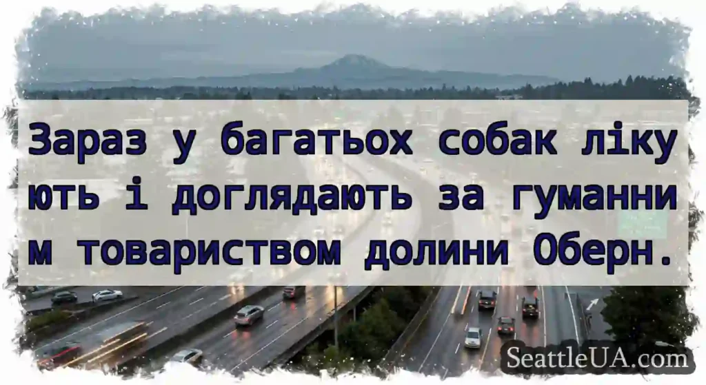 Зараз у багатьох собак лікують і доглядають за