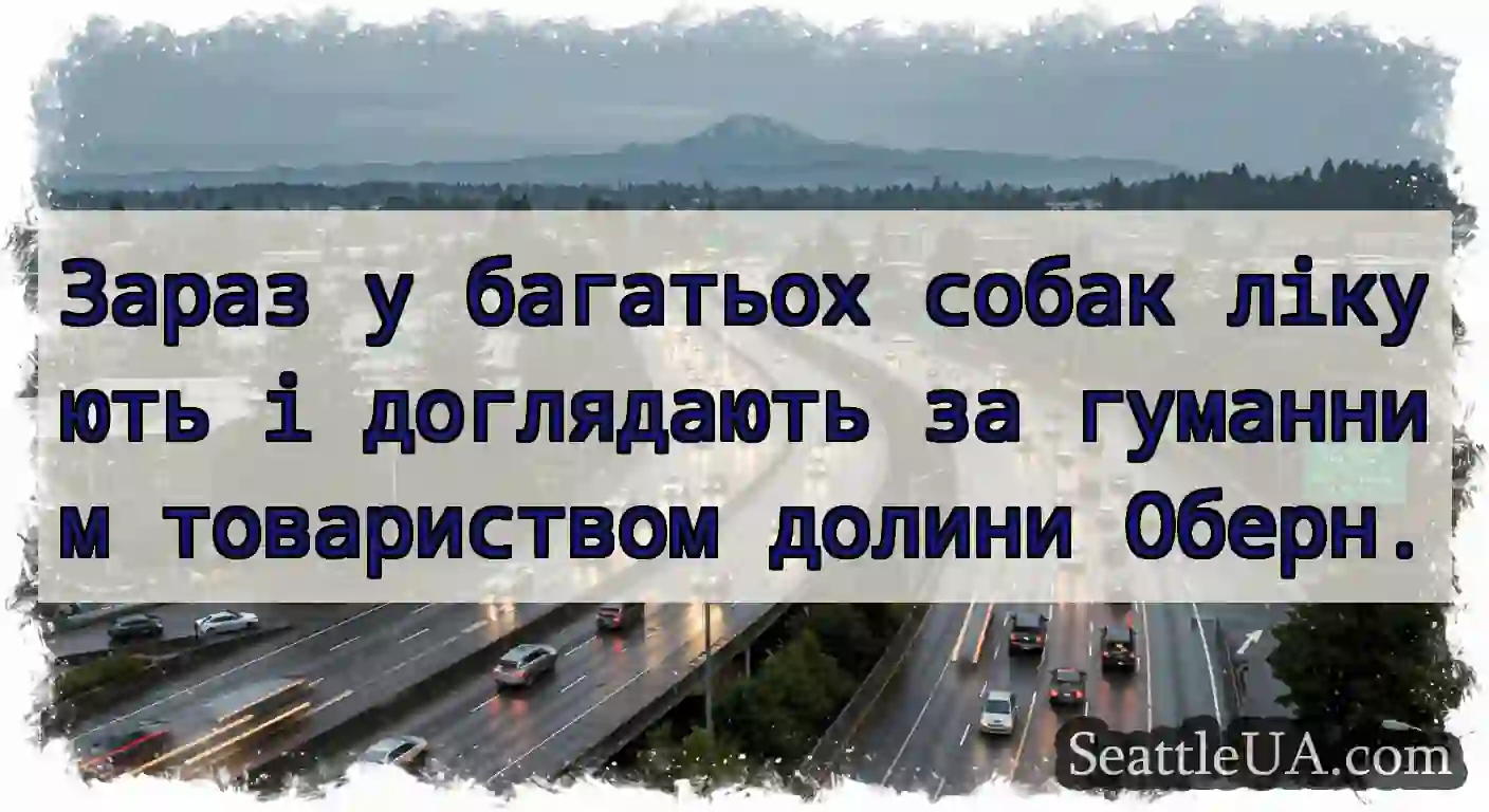 Зараз у багатьох собак лікують і доглядають за