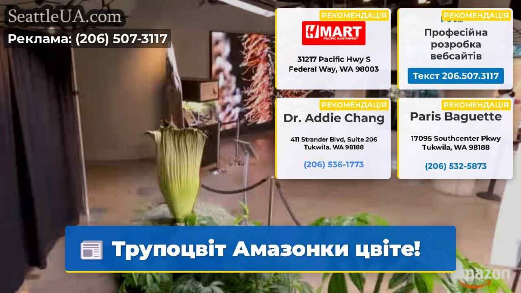 Трупоцвіт Амазонки цвіте!