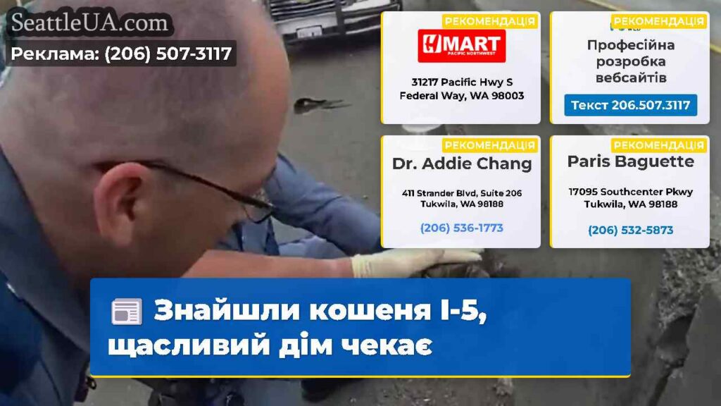 Знайшли кошеня I-5, щасливий дім чекає