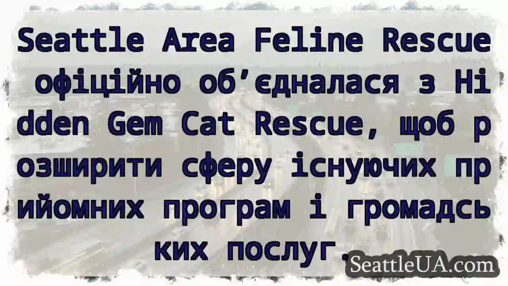 Seattle Area Feline Rescue офіційно об’єдналася з