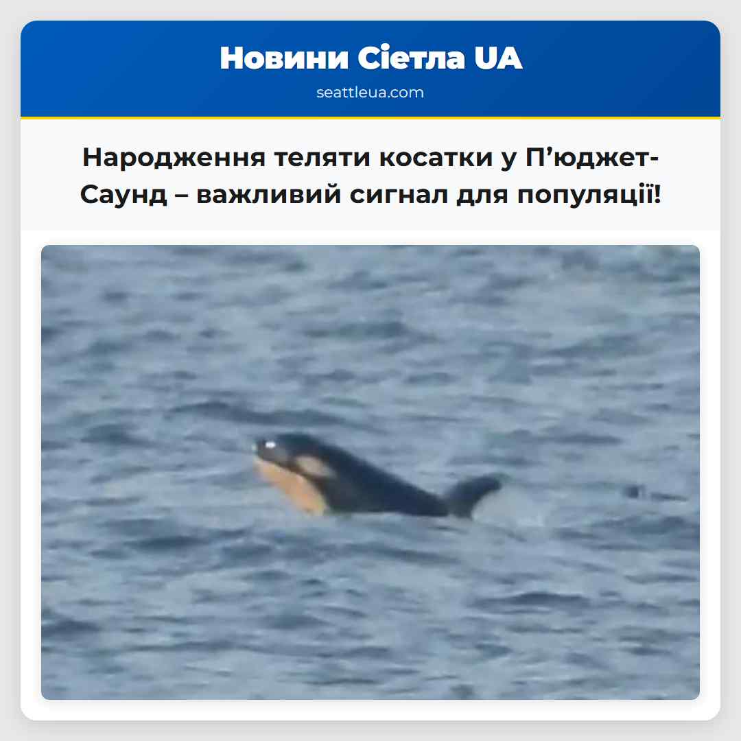 У затоці Пюджет-Саунд народилося теля косатки – важливий сигнал для популяції що перебуває під загрозою