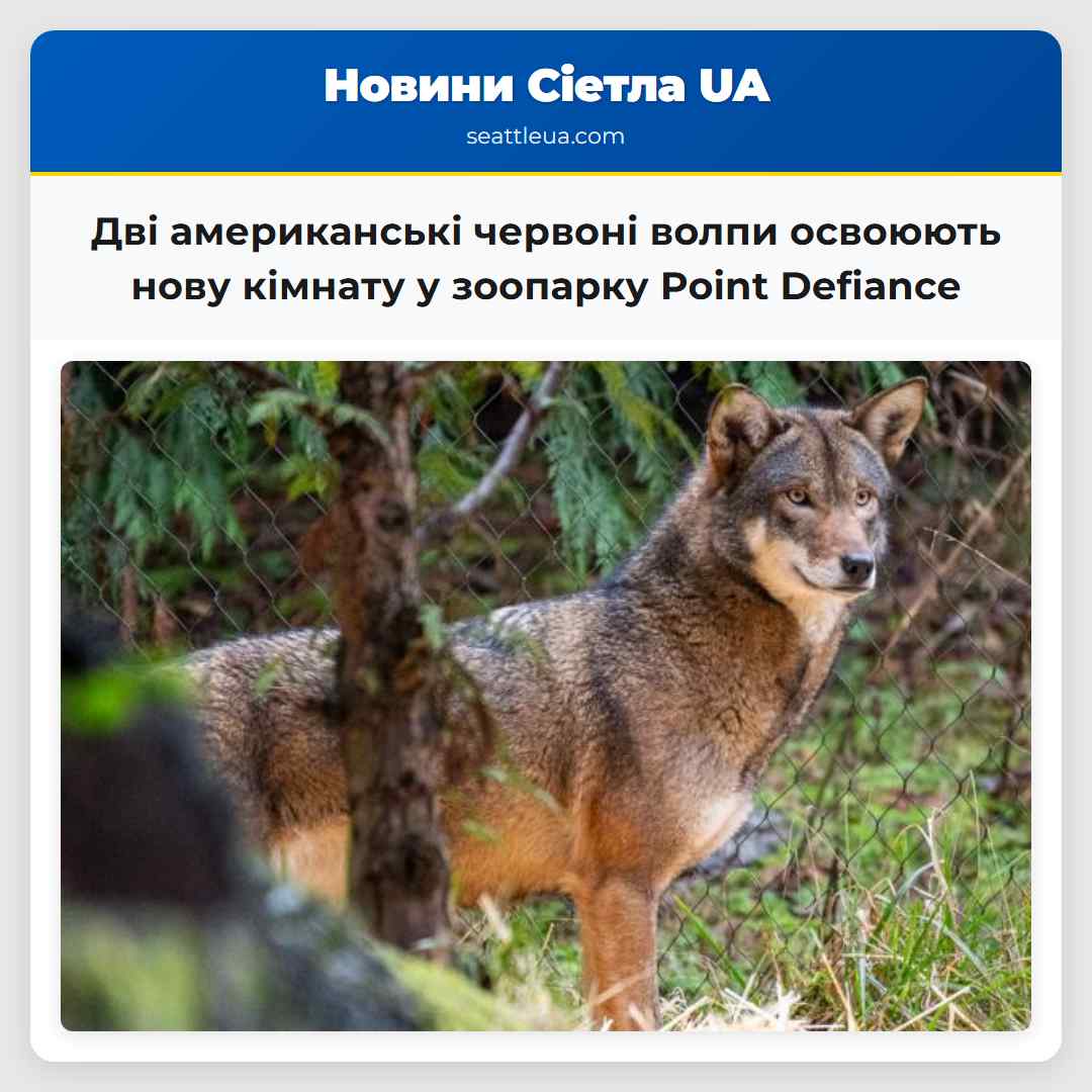 Дві американські червоні волпи освоюють нову