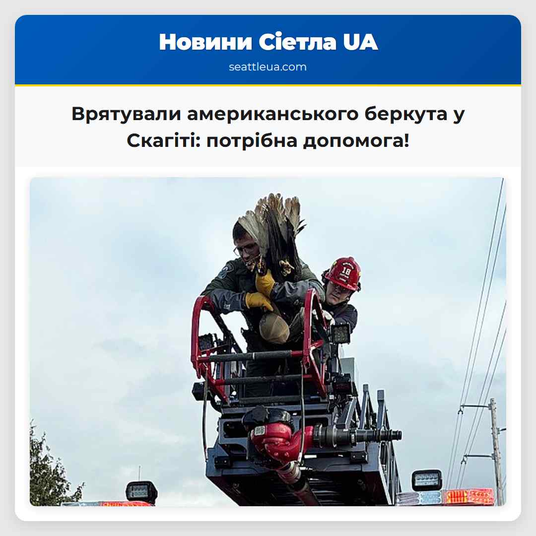 Врятували американського беркута у Скагіті: