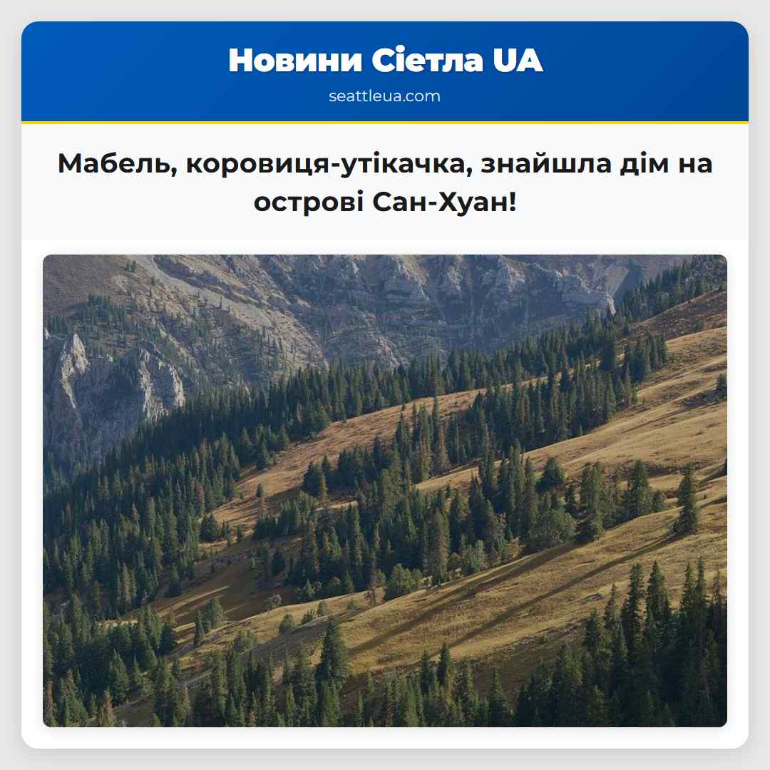 Мабель, коровиця-утікачка, знайшла дім на острові