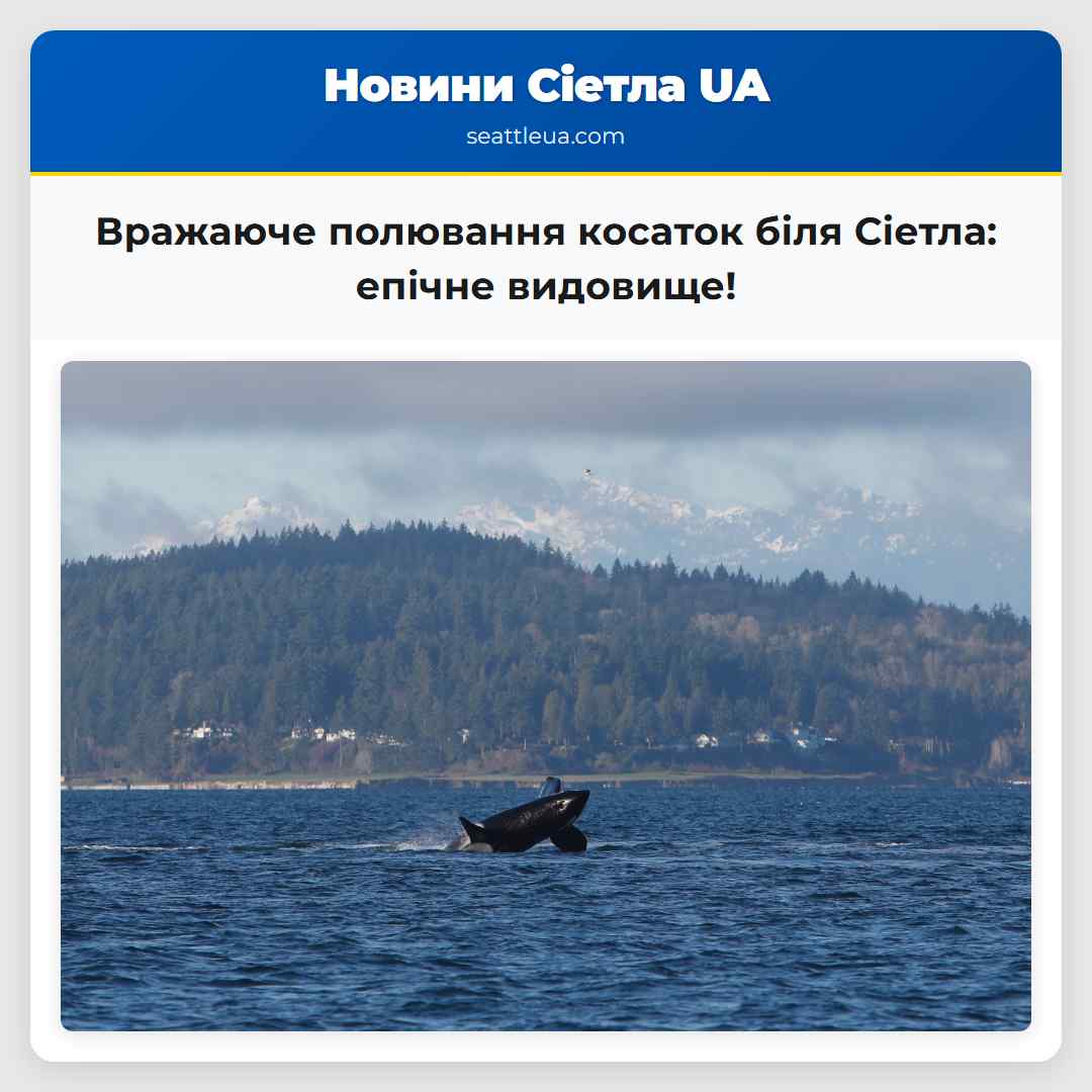 Вражаюче полювання косаток біля Сіетла: епічне