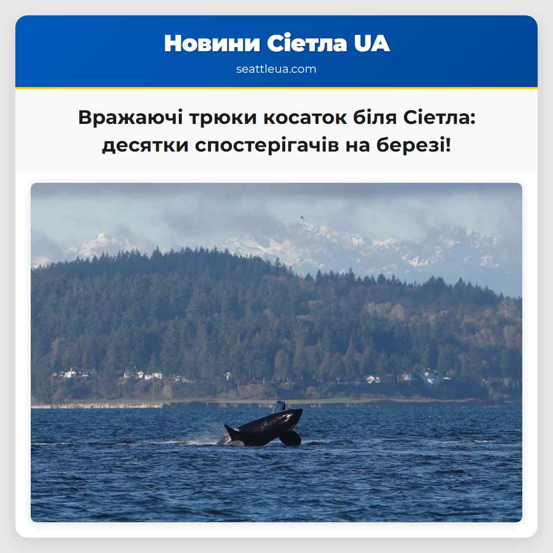 Вражаючі трюки косаток біля Сіетла: десятки