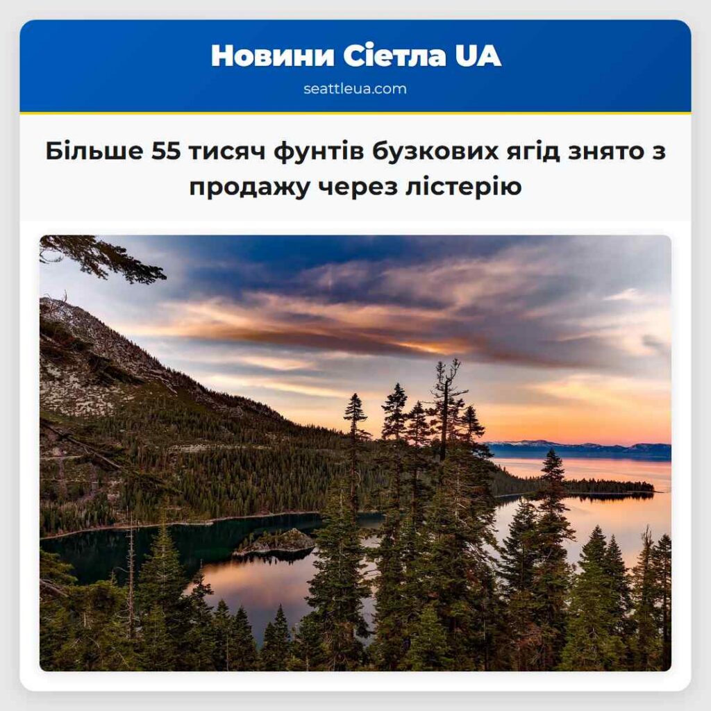Більше 55 тисяч фунтів бузкових ягід знято з