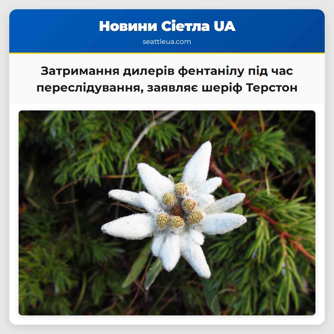 Затримання дилерів фентанілу під час