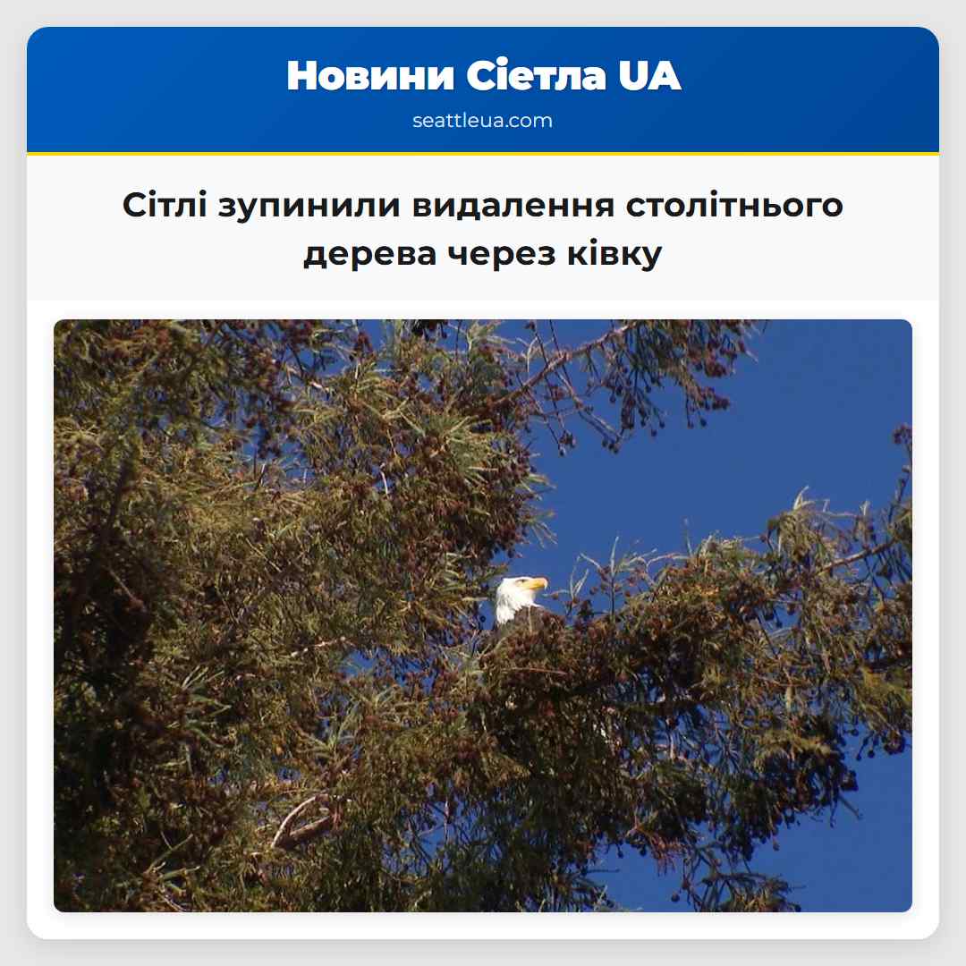 Сітлі зупинили видалення столітнього дерева через