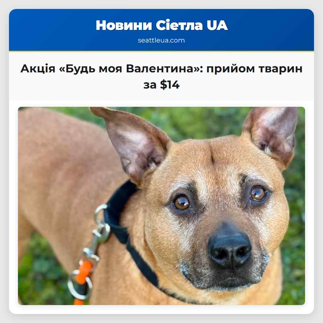 Акція «Будь моя Валентина»: прийом тварин за $14