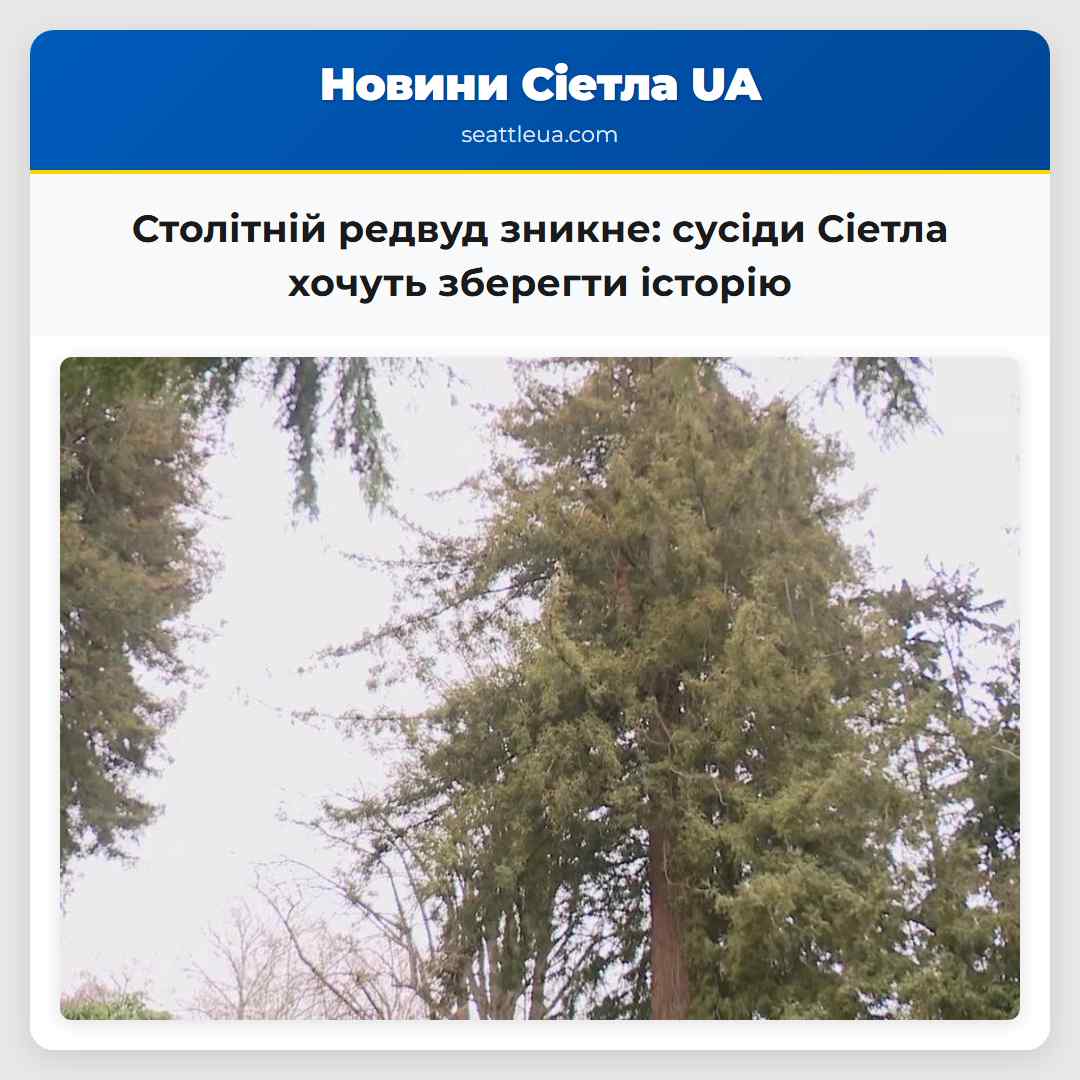 Столітній редвуд зникне: сусіди Сіетла хочуть