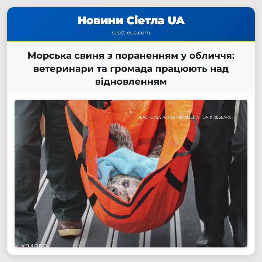 Морська свиня з пораненням у обличчя: ветеринари