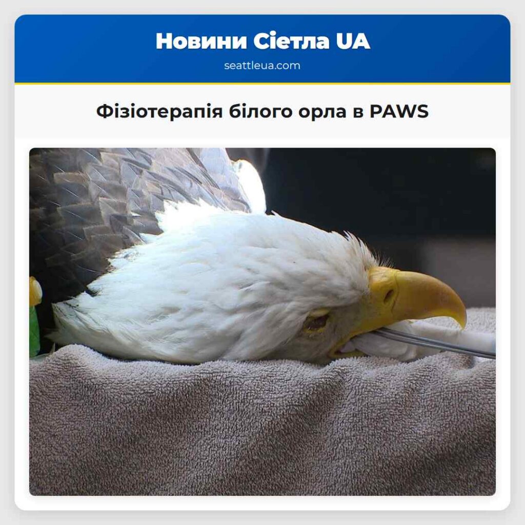 Фізіотерапія білого орла в PAWS