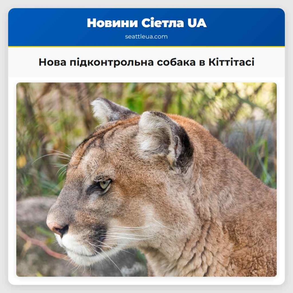 Нова підконтрольна собака в Кіттітасі