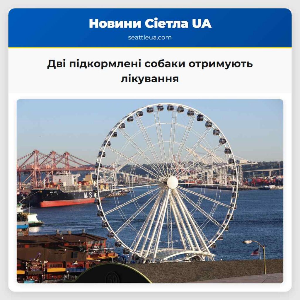 Дві підкормлені собаки отримують лікування