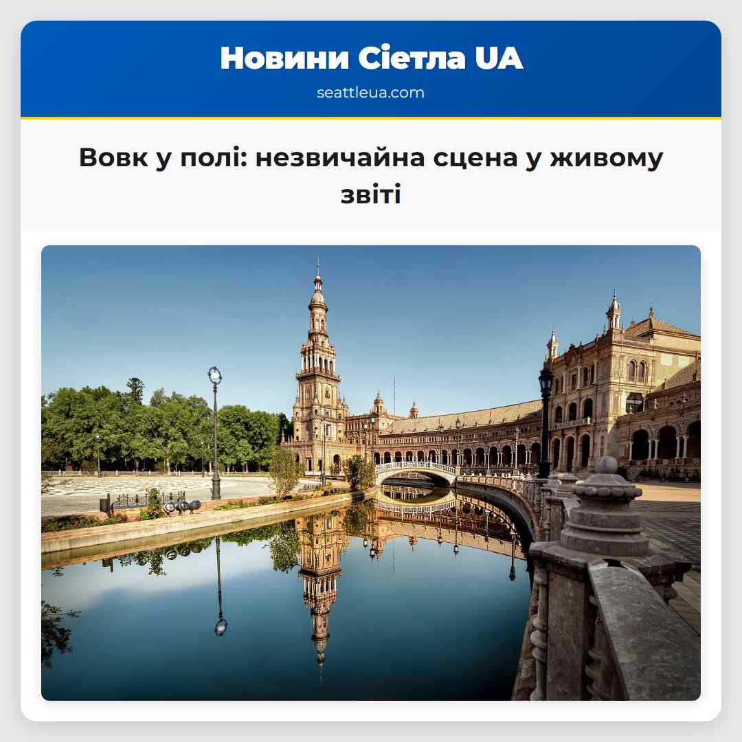 Вовк у полі: незвичайна сцена у живому звіті